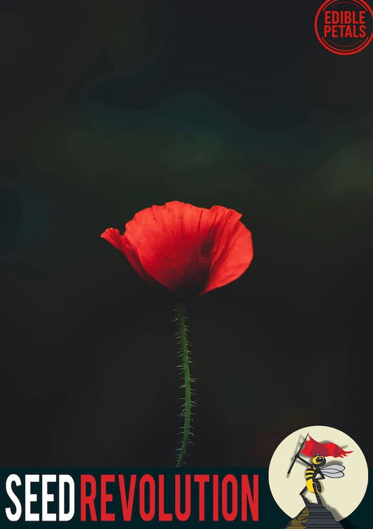 A bright red Field Poppy against a blurred dark green background. With 'Seed Revolution' branding and logo at the bottom. Showcasing our Papaver rhoeas, poppy flower, poppy flowers, wildflower campion,  british wild flower seeds, british wildflower seeds, uk wildflower seeds.