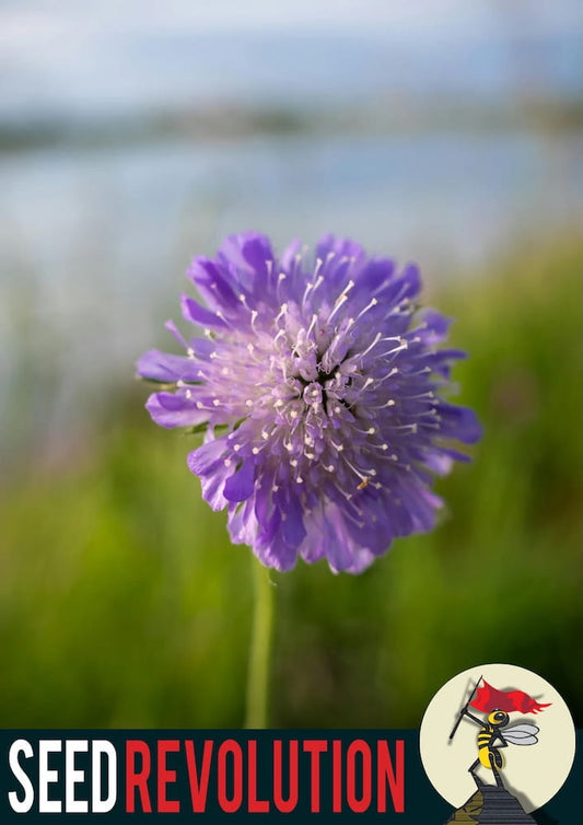 Purple Field Scabious wildflower in a field with 'Seed Revolution' logo in the corner. Showcasing our Knautia arvensis, Knautia arvensis Field Scabious, Field Scabious Knautia arvensis, Scabious Field, british wild flower seeds, british wildflower seeds, uk wildflower seeds.