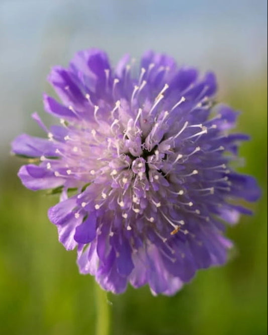 Purple Field Scabious wildflower in a field with 'Seed Revolution' logo in the corner. Showcasing our Knautia arvensis, Knautia arvensis Field Scabious, Field Scabious Knautia arvensis, Scabious Field, british wild flower seeds, british wildflower seeds, uk wildflower seeds.
