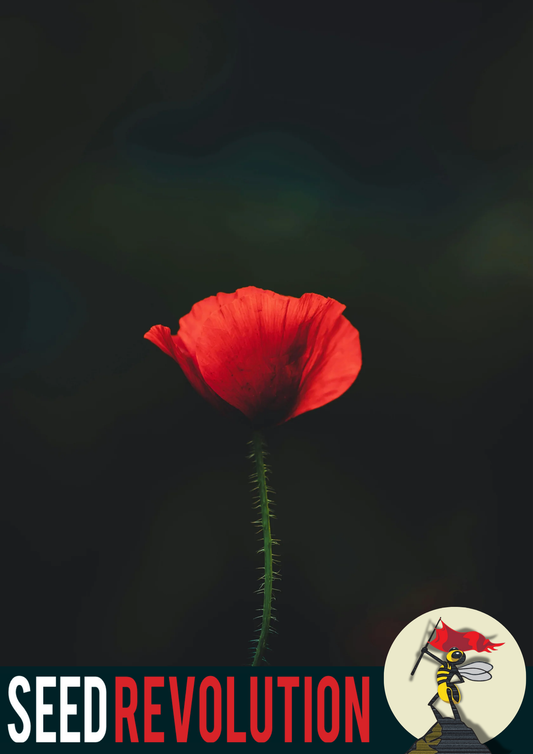 Field Poppy Wildflower Seeds