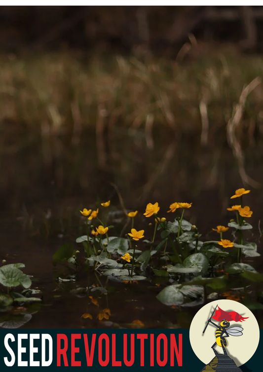 Pond Edge 100% Wildflower Mix