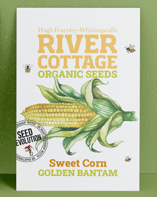 River Cottage Organic Seeds sweet corn packet on a green background. Showcasing Seed Revolution sweetcorn, Sweet Corn seeds, Sweetcorn seed, Sweet Corn growing, vegetable seeds, organic seeds, seed for veggies, seeds veg, veg seed uk, organic seeds, organic vegetable seeds.