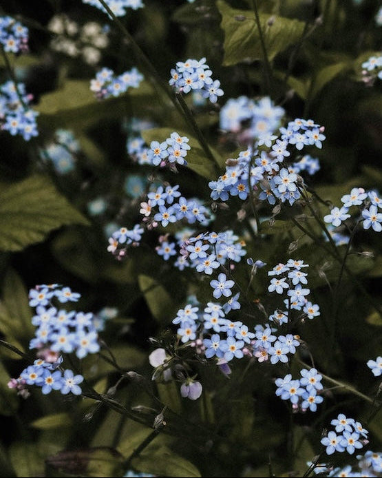 Floral scene with Forget Me Nots, featuring 'Seed Revolution' branding. Forget Me Not, Myosotis Forget-Me-Not, Forgetmenot, flower forget me not, Myosotis flower, forget me not blooms, british wild flower seeds, british wildflower seeds, uk wildflower seeds
