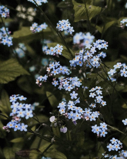 Floral scene with Forget Me Nots, featuring 'Seed Revolution' branding. Forget Me Not, Myosotis Forget-Me-Not, Forgetmenot, flower forget me not, Myosotis flower, forget me not blooms, british wild flower seeds, british wildflower seeds, uk wildflower seeds
