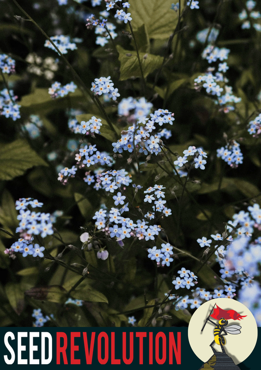 Forget Me Not Native Seed Mix