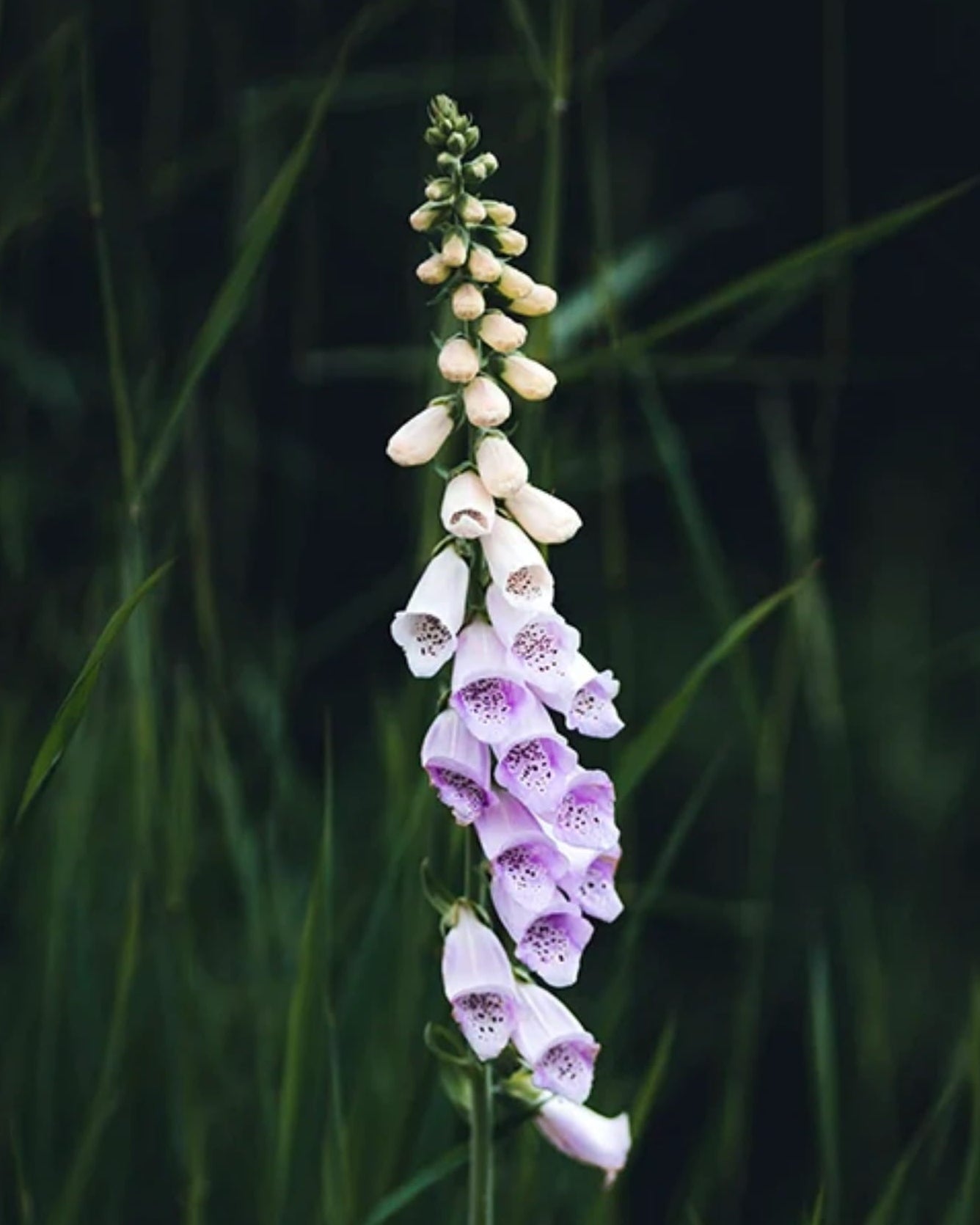 Foxglove flowering against a dark background, featuring 'Seed Revolution' branding. Digitalis purpurea, Foxgloves, Digitalis Foxglove, flower foxglove, foxglove flowers, british wild flower seeds, british wildflower seeds, uk wildflower seeds