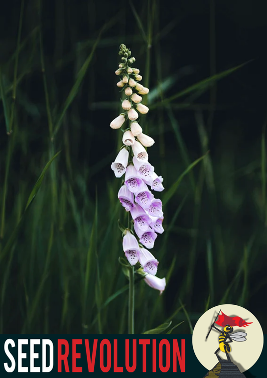 Foxglove Native Wildflower Seed Mix