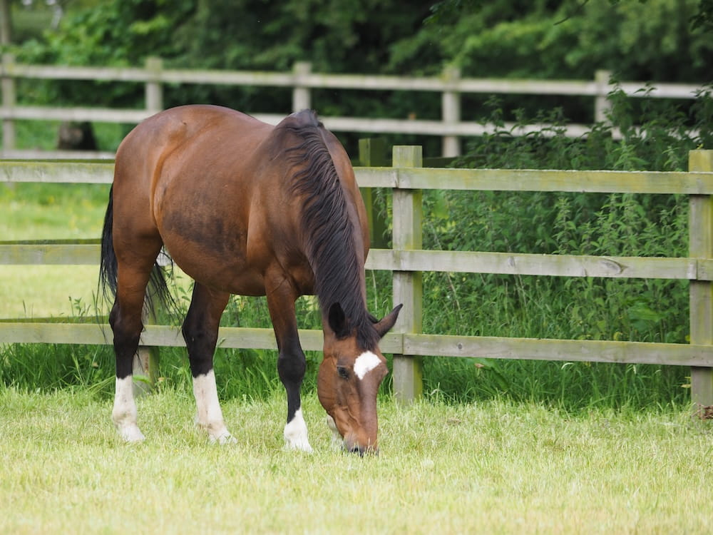 Bay horse grazing in a grassy field with a wooden fence and trees in the background. Showcasing Seed Revolution's Graze Against the Machine paddock grass seed mix, paddock grass seed, grass seed for horses, grass seed for paddock, horse grass seed, equine grass seed, grass seed, seeds for grass, grass seed horse, grass seed for paddocks horses