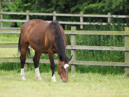 Bay horse grazing in a grassy field with a wooden fence and trees in the background. Showcasing Seed Revolution's Graze Against the Machine paddock grass seed mix, paddock grass seed, grass seed for horses, grass seed for paddock, horse grass seed, equine grass seed, grass seed, seeds for grass, grass seed horse, grass seed for paddocks horses