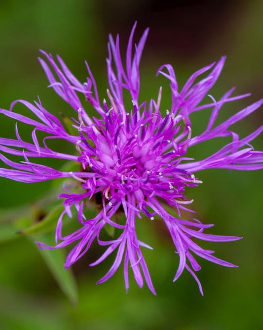 Purple Greater Knapweed wildflower with 'Seed Revolution' logo in the corner. Showcasing our Centaurea scabiosa, Centaurea scabiosa Greater Knapweed, knapweed, knapweeds, british wild flower seeds, british wildflower seeds, uk wildflower seeds.