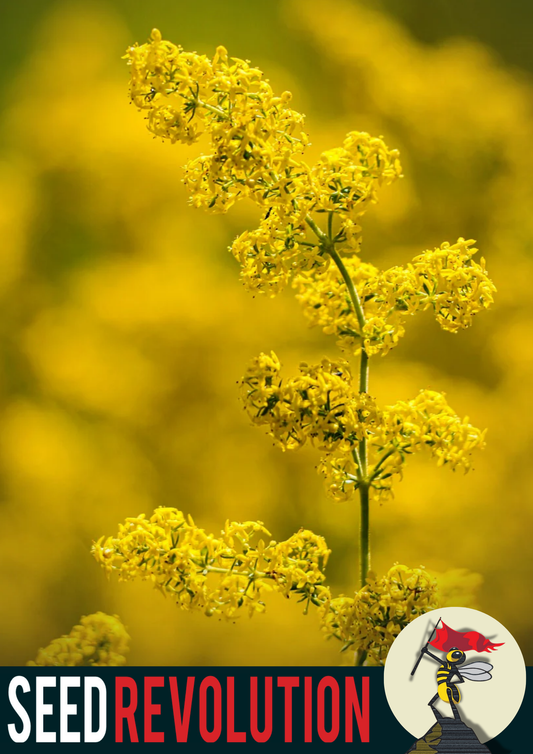 Lady's Bedstraw Meadow Mix Seeds