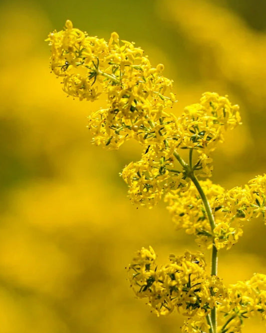 Yellow flowering Lady's Bedstraw with 'Seed Revolution' branding and logo in the corner. Showcasing our Lady's Bedstraw, Galium verum, Galium verum Lady's Bedstraw, Lady's Bedstraw Galium verum, british wild flower seeds, british wildflower seeds, uk wildflower seeds.