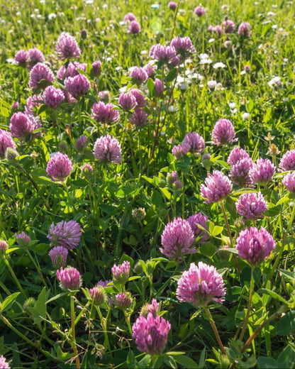 bulk wildflower seeds uk Love Blooms Eternal'