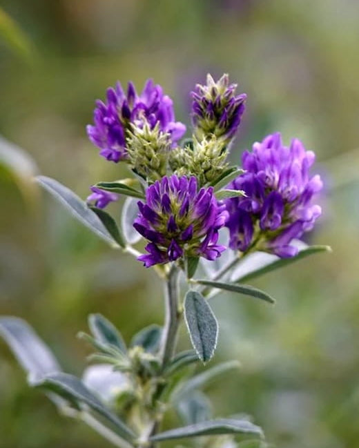 Purple Lucerne wildflower with 'Edible' and 'Seed Revolution' branding on a blurred natural background. Medicago sativa, alfalfa, lucerne plant, british wild flower seeds, british wildflower seeds, uk wildflower seeds