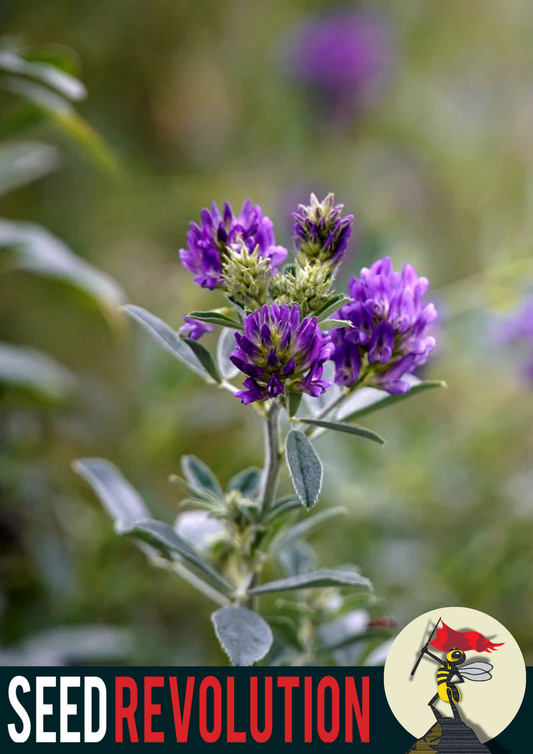 Lucerne Meadow Wildflower Seeds