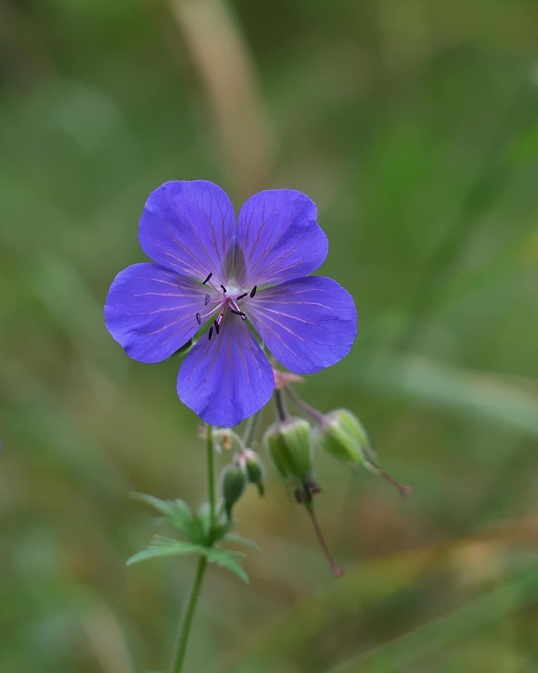 Single purple meadow cranesbill wildflower with green leaves on a blurred natural background. Showcasing Seed Revolution's Meadow Cranesbill, Geranium pratense, Meadow crane's-bill, Geranium pratense Meadow Cranesbill, Meadow Geranium, british wild flower seeds, british wildflower seeds, uk wildflower seeds.