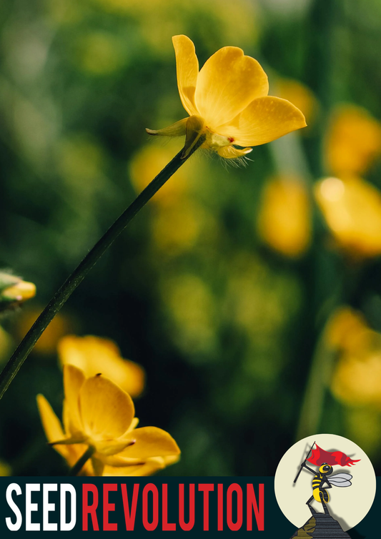 Meadow Buttercup Native Seed