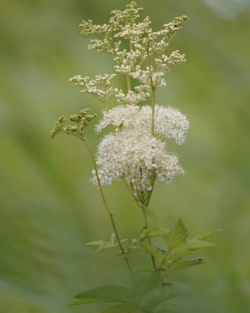 Flowering Meadowsweet wildflower with 'Edible' label and 'Seed Revolution' branding on a green background. Showcasing our Filipendula ulmaria, Meadowsweet flowers, Meadowsweet Filipendula ulmaria, british wild flower seeds, british wildflower seeds, uk wildflower seeds.