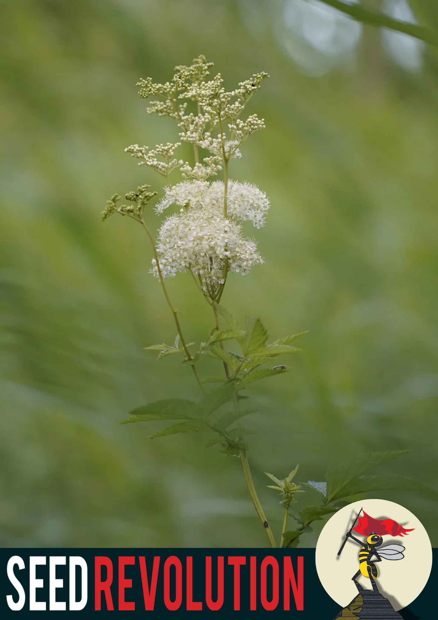 Meadowsweet Native Seed Mix