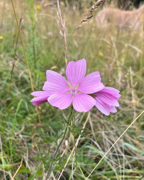 Pink Musk Mallow wildflower in a field with 'Seed Revolution' branding and a bee icon. Showcasing our Malva moschata, Malva musk mallow, Musk Mallow plant, musk flowers, british wild flower seeds, british wildflower seeds, uk wildflower seeds.