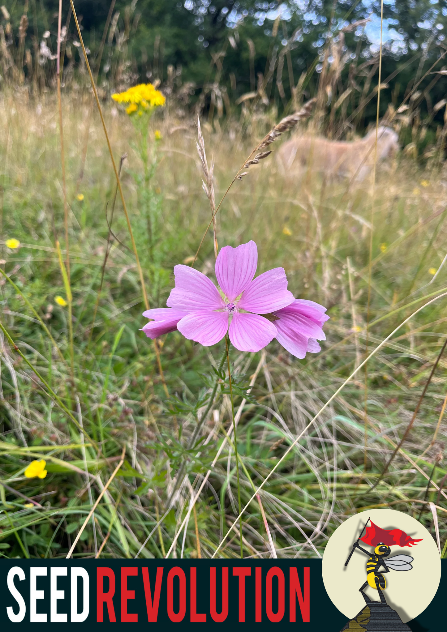 Musk Mallow Native Seed