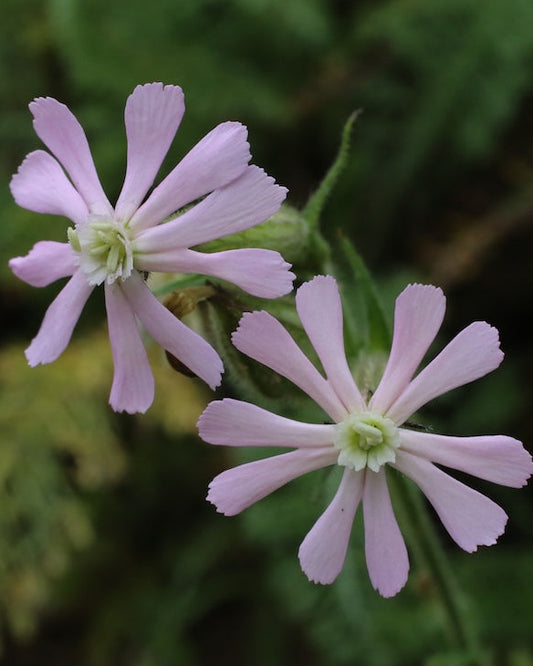 Two pink Night Flowering Catchfly with 'Seed Revolution' logo in the corner. Night Flowering, Catchfly, Silene noctiflora, catchflies, british wild flower seeds, british wildflower seeds, uk wildflower seeds