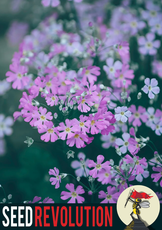 Night Flowering Catchfly Native Seeds