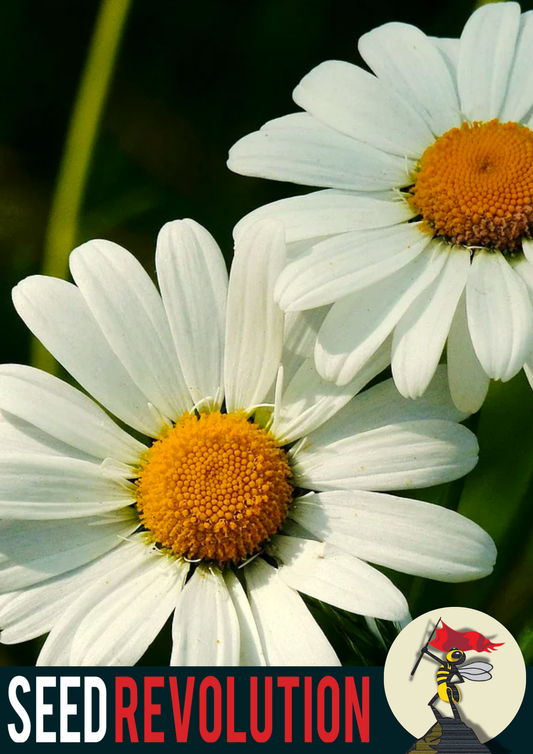 Ox-Eye Daisy Garden Seeds