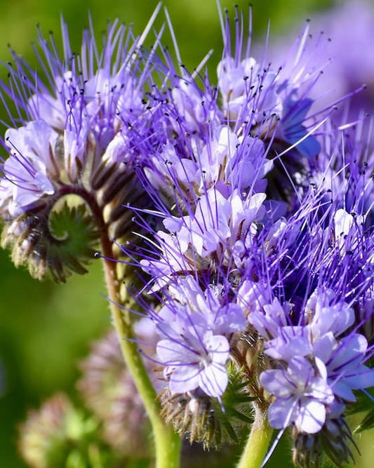 Close-up of purple Phacelia wildflowers with 'Seed Revolution' logo in the corner. Showcasing our phacelia tanacetifolia, phacelia seeds, phacelia tanacetifolia seed, british wild flower seeds, british wildflower seeds, uk wildflower seeds.