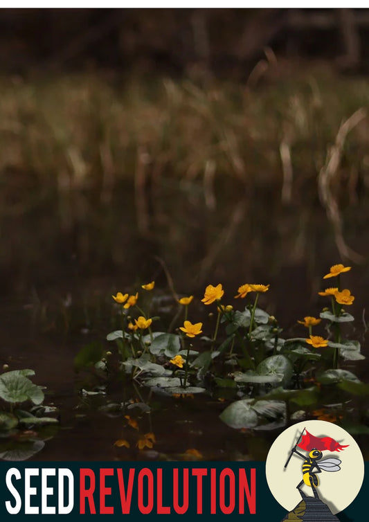 Wildflowers growing near a pond showcasing Seed Revolution's Pond Edge 100% Wildflower Seed Mix. Which are british wild flower seeds, british wildflower seeds, wildflower mixes, mixed wildflower seeds, uk wildflower seeds, wildflower meadows, wildflower meadow, pond edge wildflower mix, wildflower mix for pond edges.