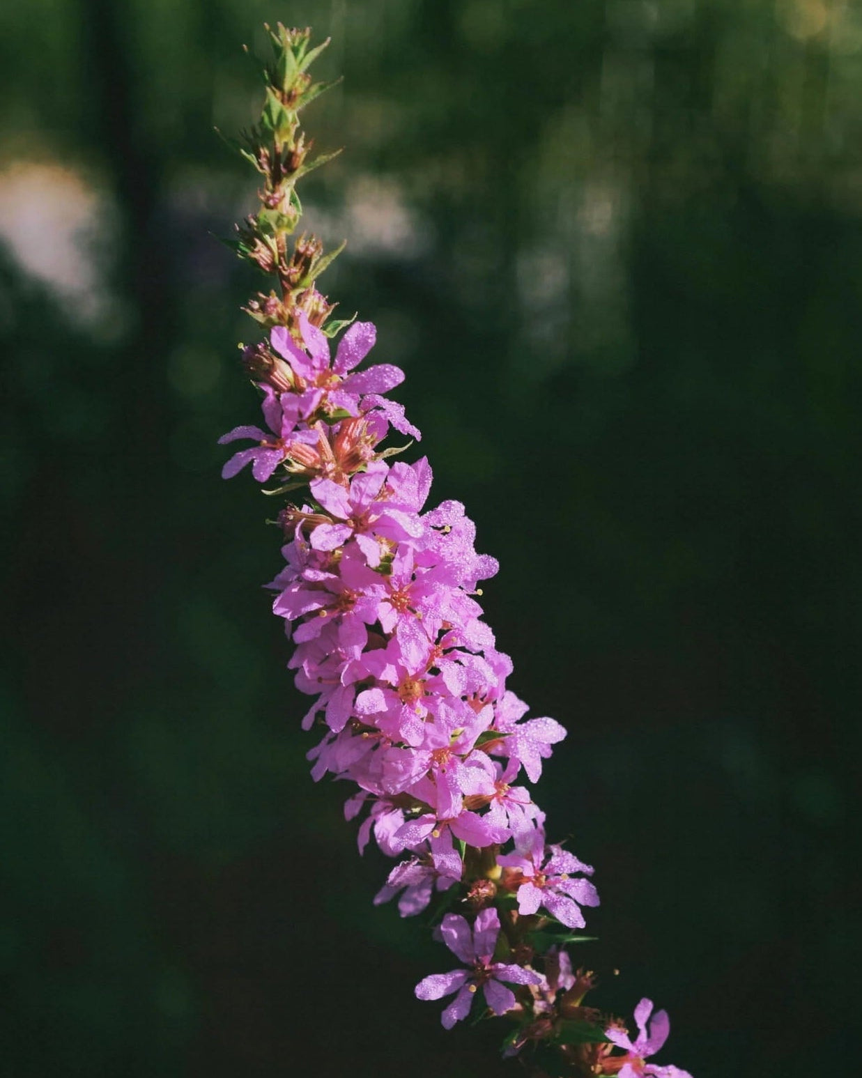 Purple Loosestrife with 'Seed Revolution' logo in the corner. Lythrum salicaria, Loosestrife Purple, Purple Lythrum, Lythrum salicaria Purple Loosestrife, Lythrum Loosestrife, british wild flower seeds, british wildflower seeds, uk wildflower seeds