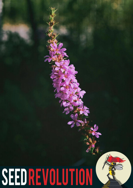 Purple Loosestrife with 'Seed Revolution' logo in the corner. Lythrum salicaria, Loosestrife Purple, Purple Lythrum, Lythrum salicaria Purple Loosestrife, Lythrum Loosestrife, british wild flower seeds, british wildflower seeds, uk wildflower seeds