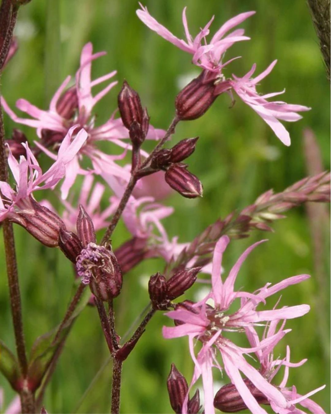 Close-up of pink Ragged Robin wildflowers with dark reddish-brown buds on a green grassy background. Showcasing Seed Revolution's Ragged Robin, Silene flos-cuculi, Lychnis flos-cuculi Ragged Robin, Lychnis flos-cuculi, Ragged Robin Lychnis, british wild flower seeds, british wildflower seeds, uk wildflower seeds