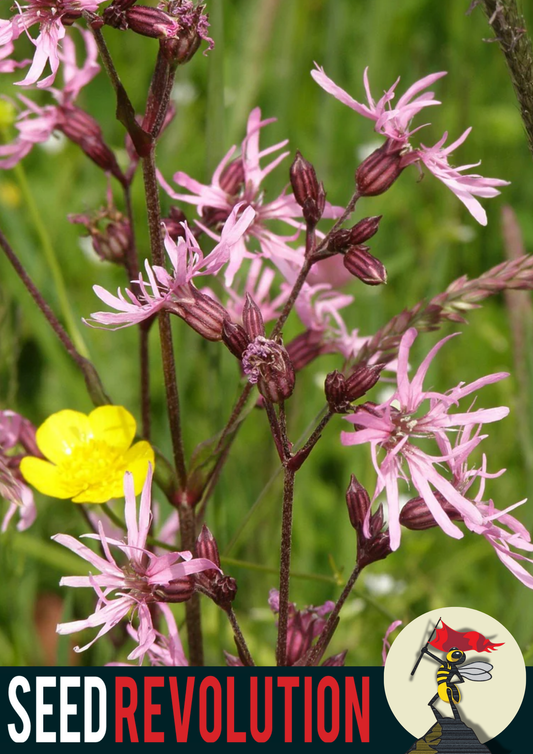 Ragged Robin Rare Seed