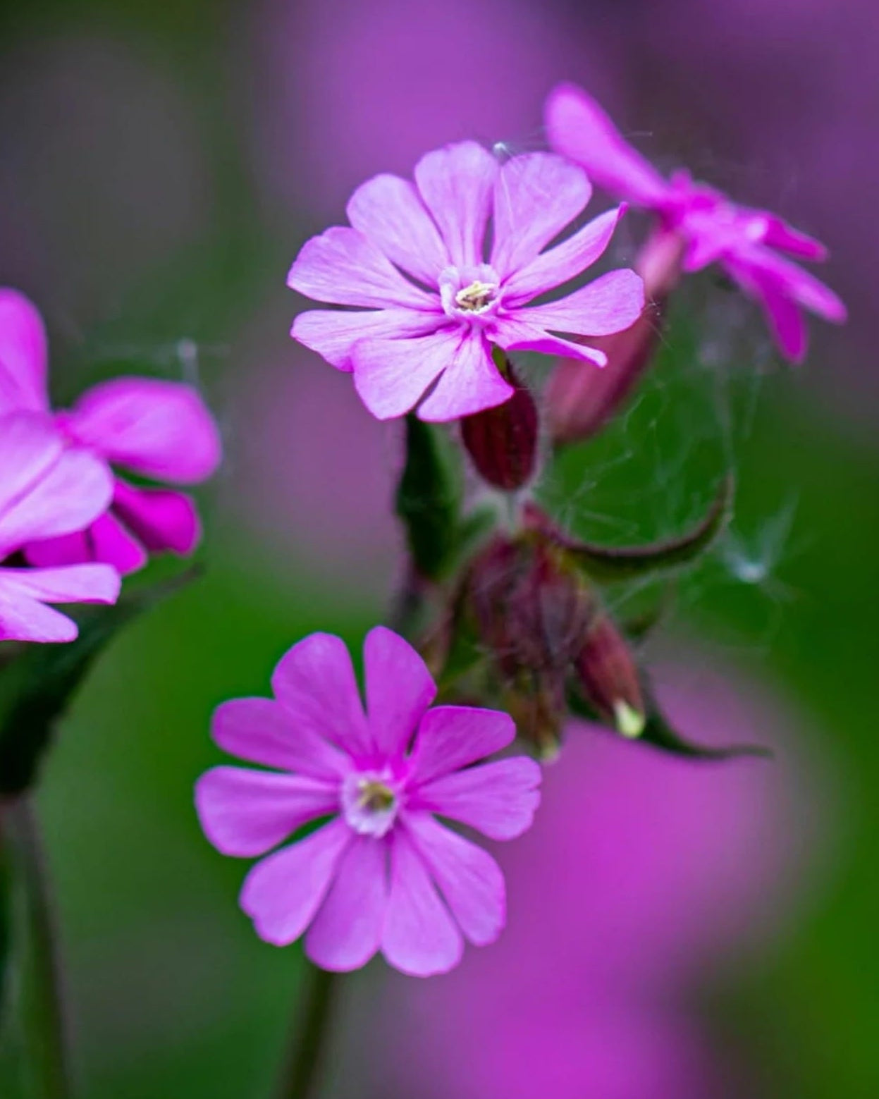 Pink Red Campion wildflowers with 'Edible' and 'Seed Revolution' branding on a blurred natural background. Showcasing our Silene dioica, red campion plant, Silene dioica red campion, red campion Silene dioica, Silene red campion, british wild flower seeds, british wildflower seeds, uk wildflower seeds.