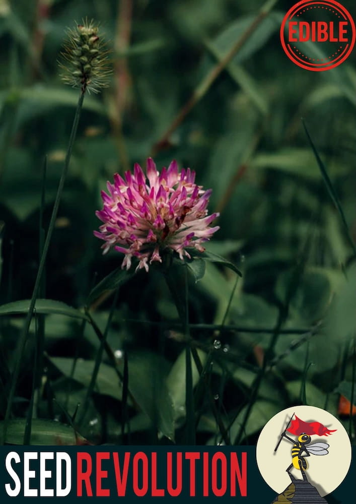 Pink Red Clover wildflower in a field with 'Edible' and 'Seed Revolution' logos. Showcasing our Trifolium pratense, clover red, red clover Trifolium, british wild flower seeds, british wildflower seeds, uk wildflower seeds.