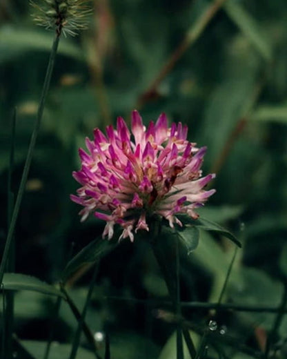 Pink Red Clover wildflower in a field with 'Edible' and 'Seed Revolution' logos. Showcasing our Trifolium pratense, clover red, red clover Trifolium, british wild flower seeds, british wildflower seeds, uk wildflower seeds.