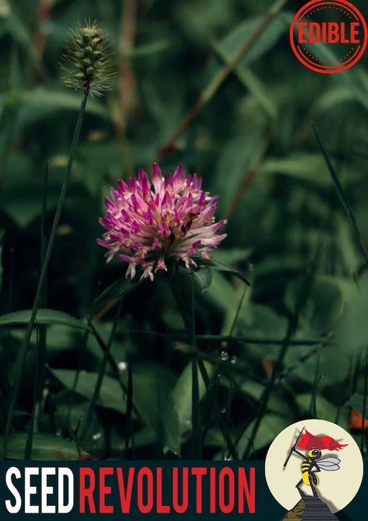 Pink Red Clover wildflower in a field with 'Edible' and 'Seed Revolution' logos. Showcasing our Trifolium pratense, clover red, red clover Trifolium, british wild flower seeds, british wildflower seeds, uk wildflower seeds.