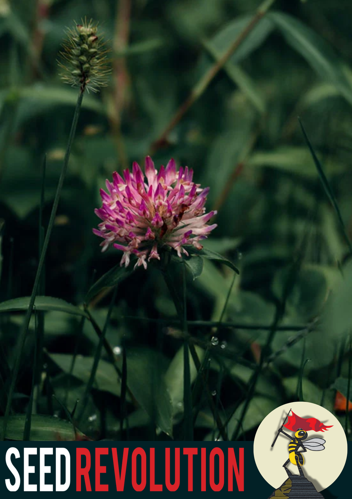 Red Clover Meadow Mix Seeds