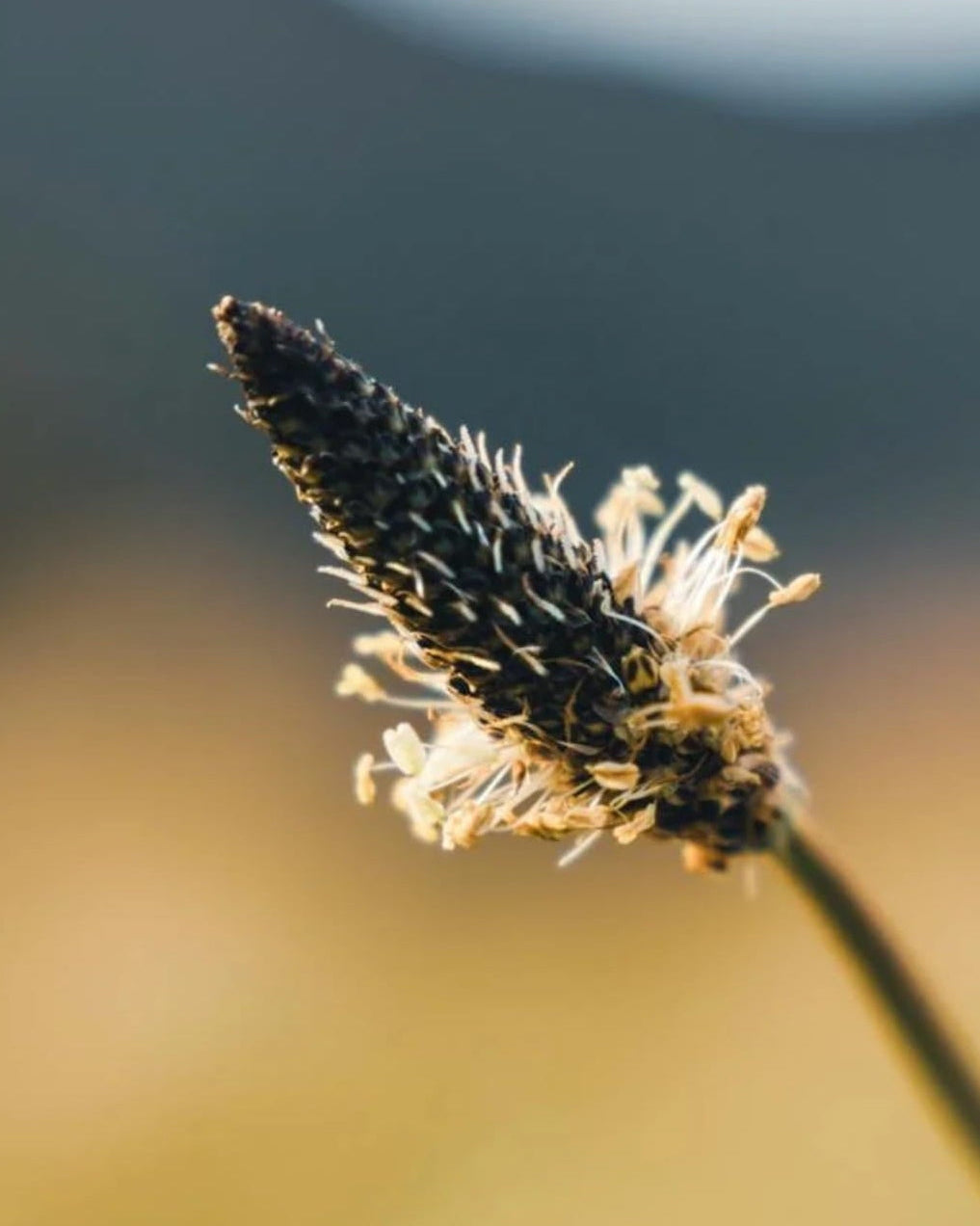 Blooming Ribwort Plantain with 'Edible' and 'Seed Revolution' logos against a blurred natural background. Showcasing our Ribwort Plantain, Plantago lanceolata, plantain ribwort, Ribwort Plantain Plantago lanceolata, british wild flower seeds, british wildflower seeds, uk wildflower seeds.