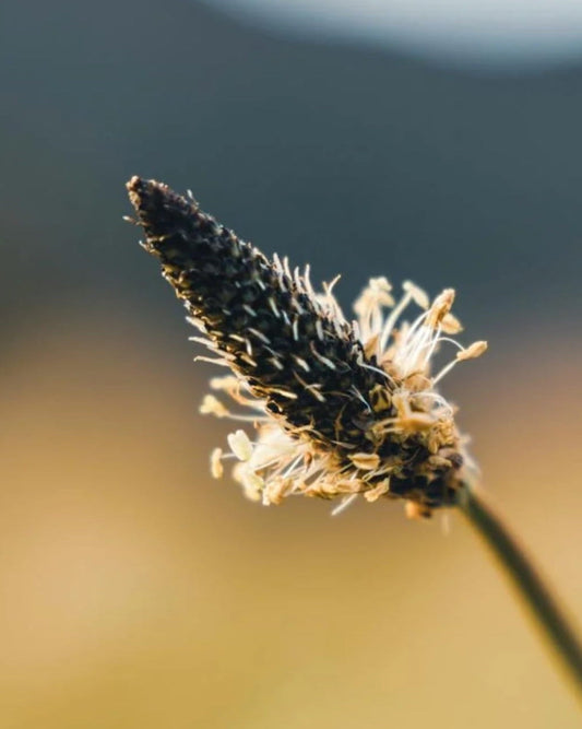 Blooming Ribwort Plantain with 'Edible' and 'Seed Revolution' logos against a blurred natural background. Showcasing our Ribwort Plantain, Plantago lanceolata, plantain ribwort, Ribwort Plantain Plantago lanceolata, british wild flower seeds, british wildflower seeds, uk wildflower seeds.