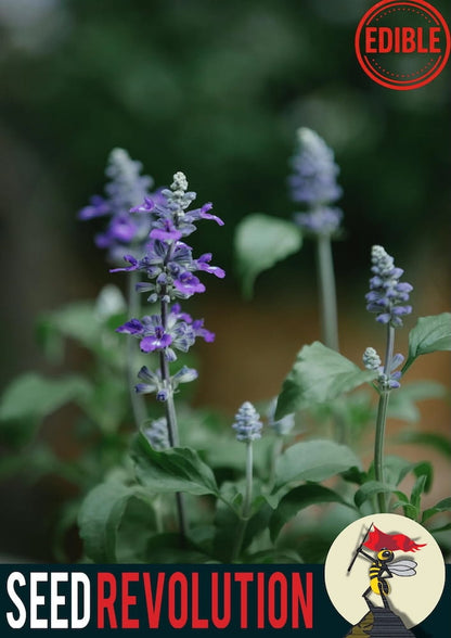 Purple Common Sage wildflowers with 'Seed Revolution' branding and a logo in the corner. Showcasing our Salvia officinalis, sage, sage plants, british wild flower seeds, british wildflower seeds, uk wildflower seeds.