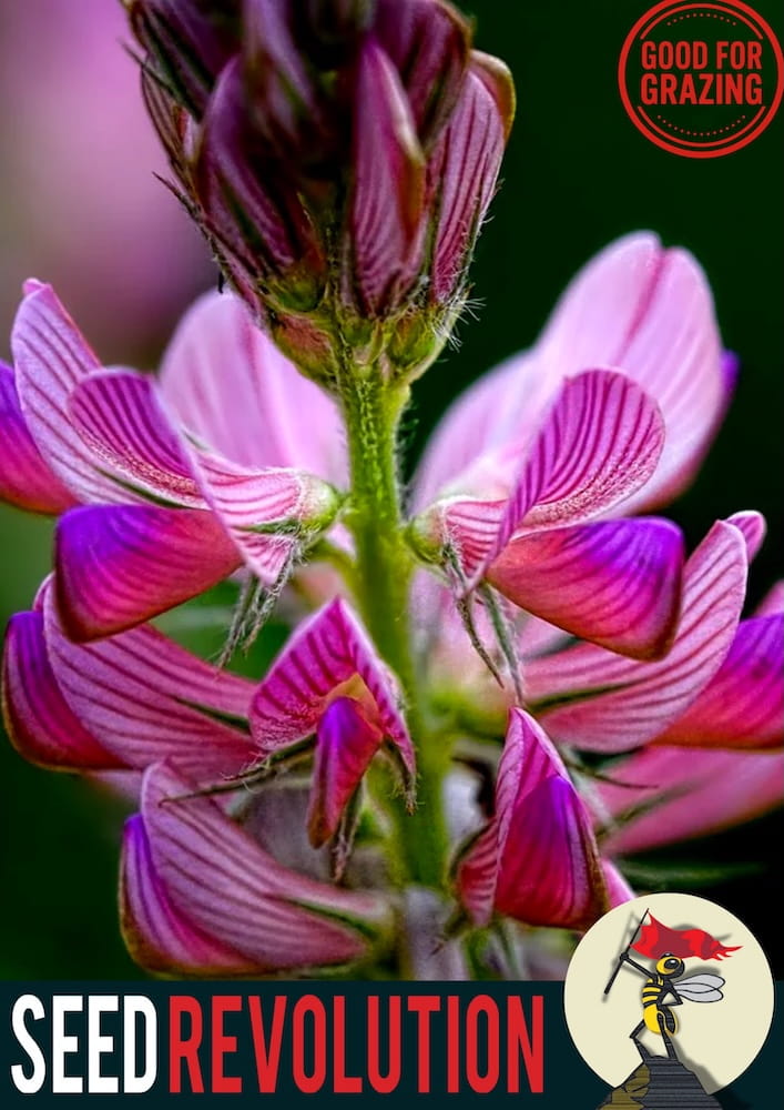 Close-up of pink Sainfoin wildflowers with 'Seed Revolution' branding. Onobrychis viciifolia, Sainfoin seed, Sainfoin seeds, Sainfoin Onobrychis viciifolia, british wild flower seeds, british wildflower seeds, uk wildflower seeds