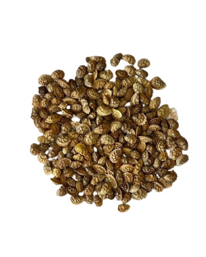 Sainfoin seed with 'Seed Revolution' branding on a white background. Onobrychis viciifolia, Sainfoin seed, Sainfoin seeds, Sainfoin Onobrychis viciifolia, british wild flower seeds, british wildflower seeds, uk wildflower seeds