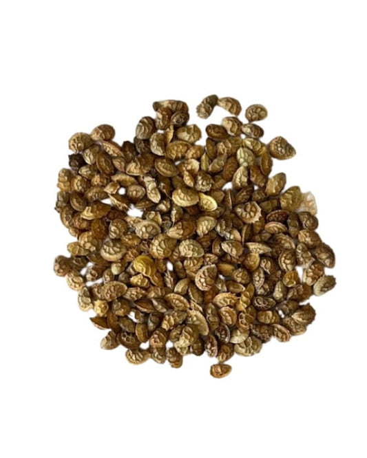 Sainfoin seed with 'Seed Revolution' branding on a white background. Onobrychis viciifolia, Sainfoin seed, Sainfoin seeds, Sainfoin Onobrychis viciifolia, british wild flower seeds, british wildflower seeds, uk wildflower seeds