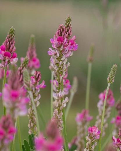 Pink Sainfoin wildflowers in a field with 'Seed Revolution' branding. Onobrychis viciifolia, Sainfoin seed, Sainfoin seeds, Sainfoin Onobrychis viciifolia, british wild flower seeds, british wildflower seeds, uk wildflower seeds