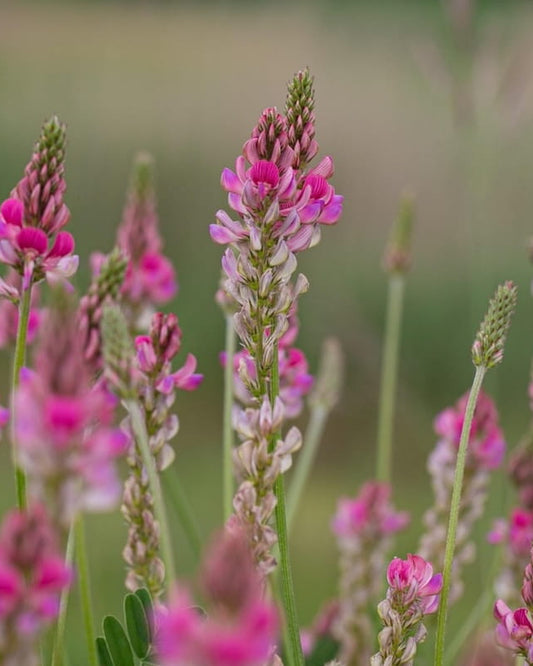 Pink Sainfoin wildflowers in a field with 'Seed Revolution' branding. Onobrychis viciifolia, Sainfoin seed, Sainfoin seeds, Sainfoin Onobrychis viciifolia, british wild flower seeds, british wildflower seeds, uk wildflower seeds