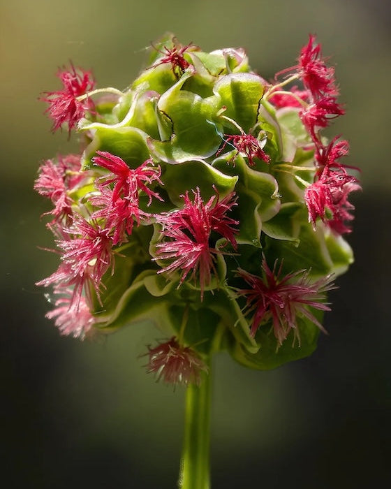 Close-up of Salad Burnet with pink flowers and green leaves, branded with 'Seed Revolution' and 'Edible'. Salad Burnet Sanguisorba minor, Sanguisorba minor, Burnet Salad, british wild flower seeds, british wildflower seeds, uk wildflower seeds