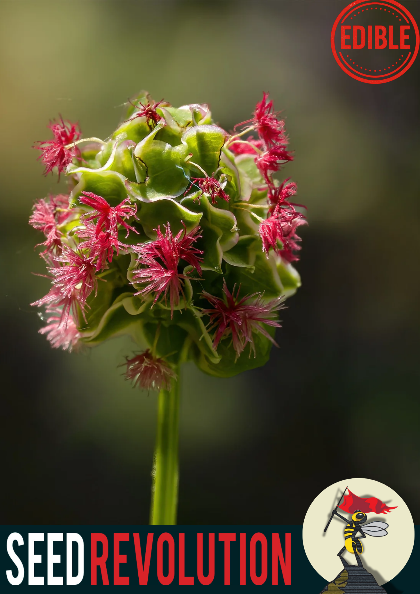 Close-up of a blooming Salad Burnet, labeled 'Edible' and 'Seed Revolution'. Salad Burnet Sanguisorba minor, Sanguisorba minor, Burnet Salad, british wild flower seeds, british wildflower seeds, uk wildflower seeds