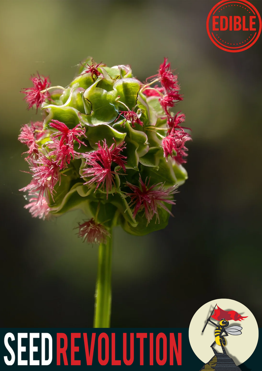 Close-up of a blooming Salad Burnet, labeled 'Edible' and 'Seed Revolution'. Salad Burnet Sanguisorba minor, Sanguisorba minor, Burnet Salad, british wild flower seeds, british wildflower seeds, uk wildflower seeds